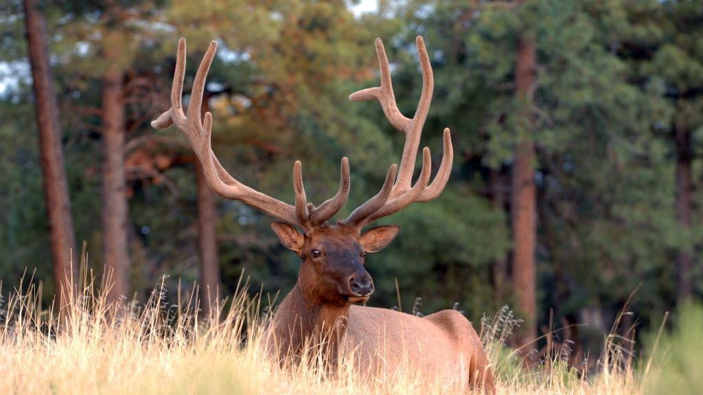 Elk attack leaves Arizona grandma covered in bruises